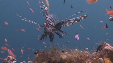 Lionfish or Butterfly Cod swimming with other fish