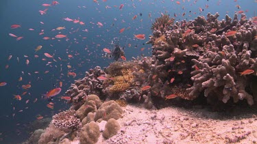 Lionfish and Butterfly Cod on a coral reef