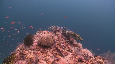 Pair of Filefish swimming over a coral Bommie