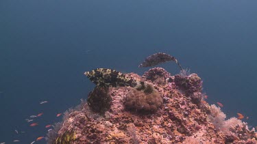 Pair of Filefish courting over a coral Bommie