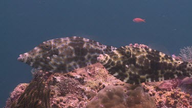 Pair of Filefish courting over a coral Bommie