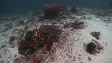 Red Barrel Sponge on the ocean floor