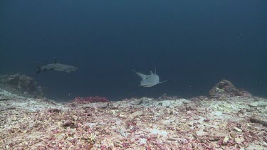 Pair of Whitetip Reef Sharks swimming along the ocean floor