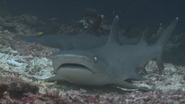 Whitetip Reef Shark resting on the ocean floor with its mouth open