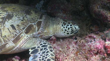 Green Sea Turtle waking up in a cave