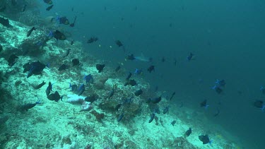 School of Redtoothed Triggerfish and Grey Reef Shark swimming