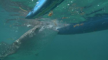 Close up of a Whale Shark feeding from a boat at the ocean surface