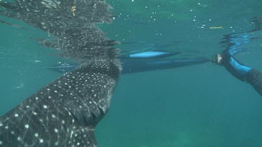 Whale Shark feeding from a boat at the ocean surface while a scuba diver watches