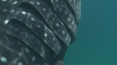 Close up of the gills on a white-spotted Whale Shark