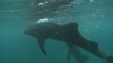Pair of Whale Sharks swimming with a scuba diver at the ocean surface