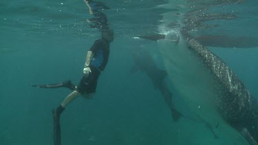 Pair of Whale Sharks swimming with a scuba diver at the ocean surface