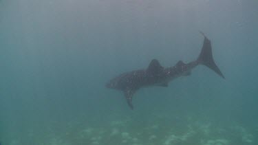 Whale Shark swimming in murky water