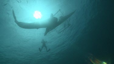 Silhouette of a Whale Shark and scuba diver at the ocean surface