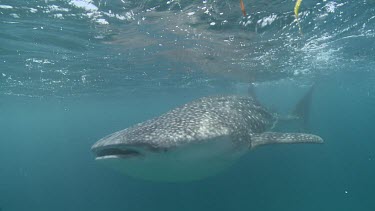 Close up of a Whale Shark swimming underwater