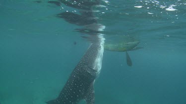 Scuba diver swimming alongside a Whale Shark as it feeds near the ocean surface