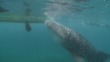 Scuba diver swimming alongside a Whale Shark as it feeds near the ocean surface