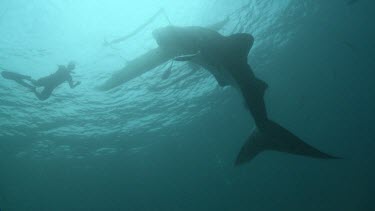 Silhouette of a scuba diver swimming with a Whale Shark