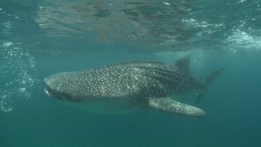 Close up of a Whale Shark swimming at the ocean surface