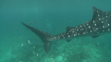 Whale Shark swimming with scuba divers underwater