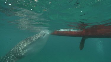 Whale Shark feeding below a rowboat