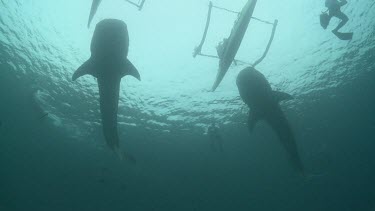 Silhouette of a pair of Whale Sharks swimming under kayaks