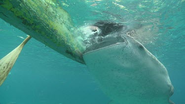 Close up of a Whale Shark feeding next to a kayak