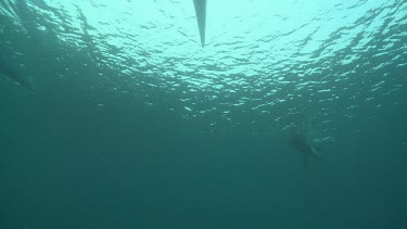 Silhouette of a Whale Shark swimming towards a raft