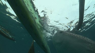 Extreme close up of a Whale Shark next to a raft underwater
