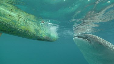 Close up of a hand feeding a Whale Shark from a raft