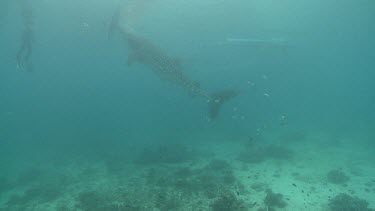 Silhouette of a Whale Shark swimming with a snorkeler