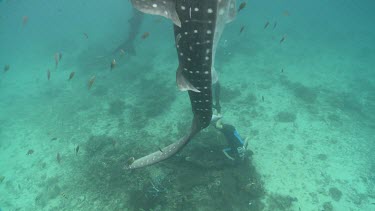 Whale Shark swimming with a snorkeler underwater