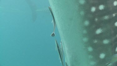 Close up of cleaner fish on a Whale Shark