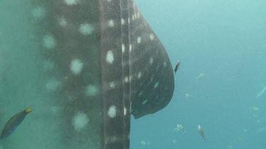 Close up of small fish swimming next to a Whale Shark fin with a snorkeler in the background