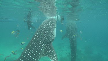Whale Shark feeding next to a raft with a snorkeler swimming nearby