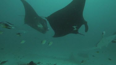 Black and white Manta Rays swimming along the ocean floor