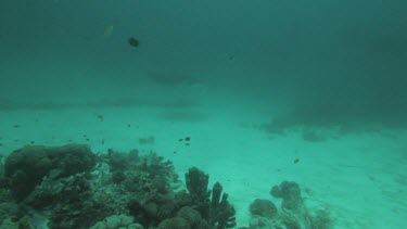 Black and white Manta Rays swimming along the ocean floor