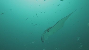 Black and white Manta Rays swimming along the ocean floor