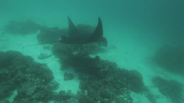 Black and white Manta Ray swimming along the ocean floor