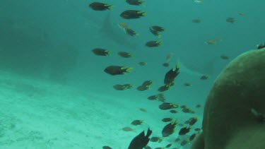 School of black and yellow fish along the ocean floor