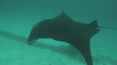 Black and white Manta Ray swimming along the ocean floor
