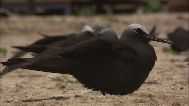 White-Capped Noddy preening on the beach