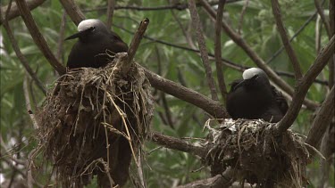 White-Capped Noddies nesting in a tree