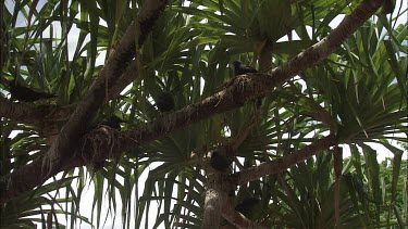 Black Noddies perched in a tree