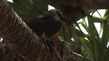 Black Noddy nesting in a tree