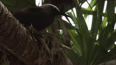 Black Noddy nesting in a tree