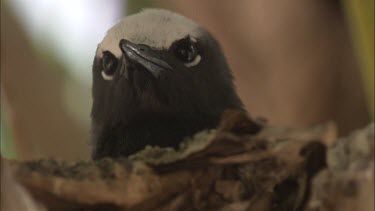 Close up of a Black Noddy