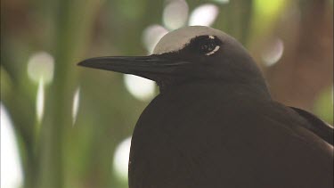 Close up of a Black Noddy