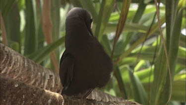 Black Noddy perched in a tree