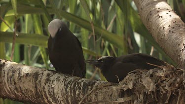 Black Noddies perched in a tree