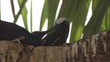 Black Noddies perched in a tree